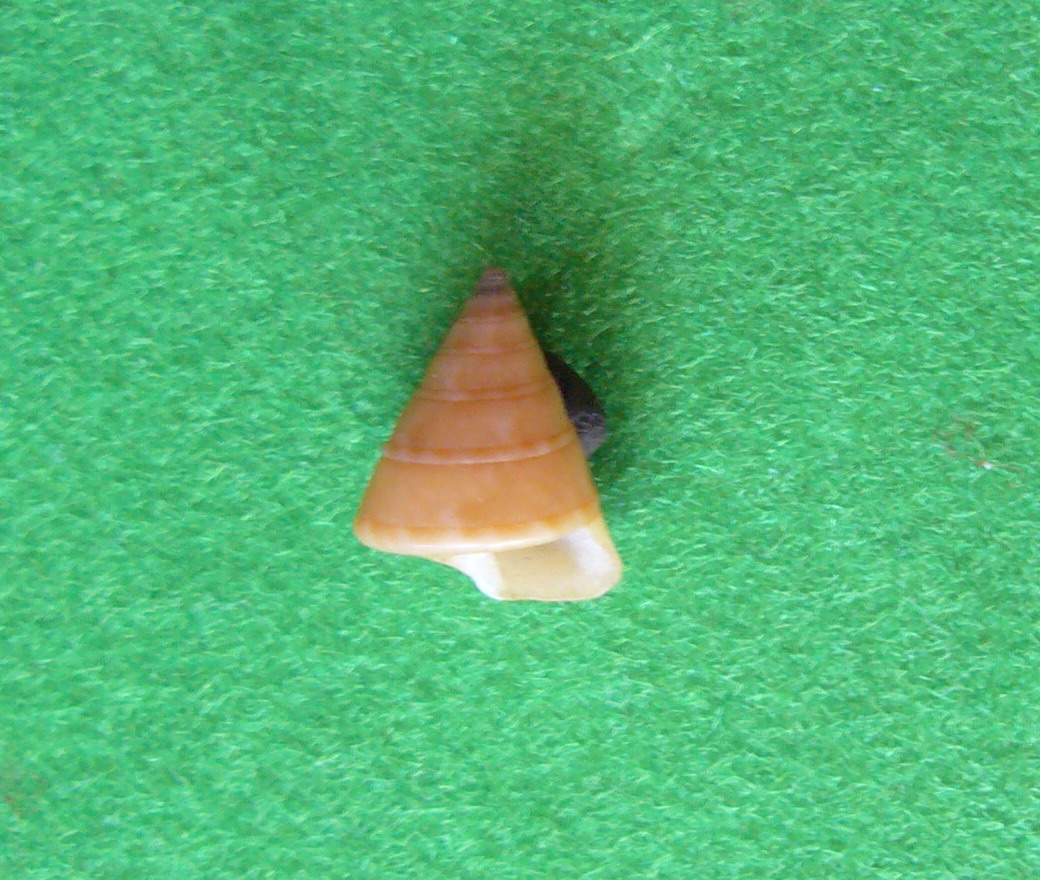 Calliostoma gualterianum?